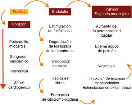 Fisiopatolog&iacute;a de la intoxicaci&oacute;n por gas fosfina (fosfuro de zinc)