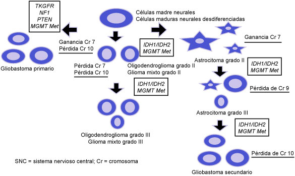  Diferenciaci&oacute;n histol&oacute;gica de c&eacute;lulas madre neurales y desdiferenciadas en tumores primarios del SNC en glioblastoma primario o secundario por p&eacute;rdida o ganancia cromos&oacute;mica o alteraciones g&eacute;nicas