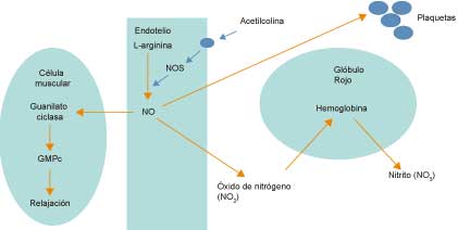 Producci&oacute;n de &oacute;xido n&iacute;trico en el endotelio