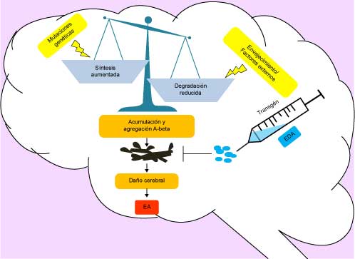 
Enzimas degradadoras de amiloide en la terapia génica contra la
enfermedad de Alzheimer (EA). La EA se caracteriza por acumulación de péptido beta amiloide (A-beta) en el cerebro. El aumento en los niveles de A-beta puede ocurrir por un desequilibrio entre su
síntesis y degradación. La inserción de un vector que exprese alguna de las
enzimas degradadoras de amiloide (EDA) favorece la degradación del A-beta,
evitando las alteraciones moleculares y celulares que promueven el desarrollo
de la EA