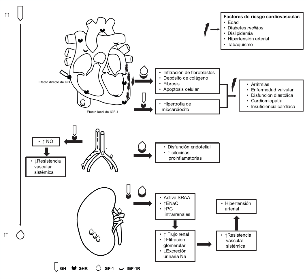 Efectos del sistema GH/IGF-1 en el sistema cardiovascular