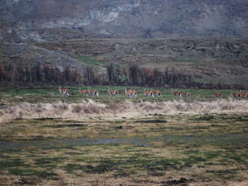 Familia de guanacos en la ex Estancia Chacabuco, propiedad de Douglas Tompkins.