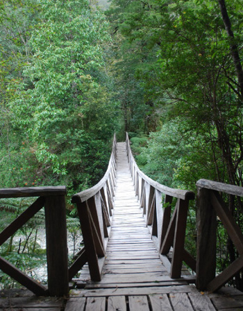 Puente - sendero construido con árboles muertos en el Parque Pumalín.