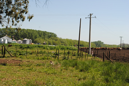 Feed lot en territorio de la RNBS