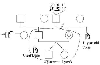 Un ejemplo de la inclusión de mascotas en el genograma familiar según la propuesta de Hodgson y Darling (2011). La mujer índice está casada y tiene hijos gemelos. La familia comparte el hogar con un perro de raza Gran Danés que pertenece a su esposo. Sus padres están divorciados. Su madre tiene un perro de raza Corgi de 11 años; su padre tiene 20 aves, 6 serpientes y 10 tortugas. Los padres de su esposo no tienen mascotas, pero su hermana tiene un vínculo intenso con su caballo. Extraído de Hodgson y Davies (2011). Copyright© American Animal Hospital Association