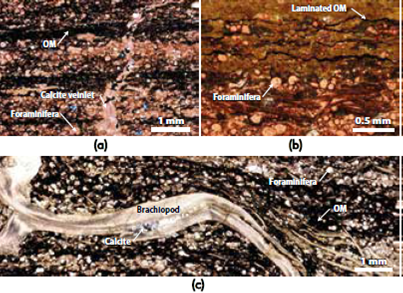 Photomicrographs in crossed polarized light of the moderate to well-laminated highly fossiliferous claystones rich in organic matter, a) OM-rich layers interbedded into carbonate rich layers, which contain numerous foraminifera. Note the occurrence of a calcite veinlet cross cutting the sedimentary structure, b) Slight deformed lamination, where laminated OM is interlayered into clay (and foraminifera) layers, c) Abundant OM in the matrix, where numerous spicules and a large brachiopod shell are observed. Note also the occurrence of foraminifera in calcite-rich layers. OM, organic matter.