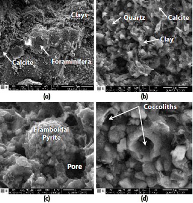 Secondary electron (SE) SEM images of main morphological features of the moderate to well-laminated highly fossiliferous claystones rich in organic matter, a) Foraminifera surrounded by a matrix dominated by a calcareous clay mineralogy, b) Main rock forking minerals, quartz, calcite and clay, developing a characteristic porosity, c) Framboidal Pyrite. Note the occurrence of interparticle pores, d) Porosity associated withto the occurrence of coccoliths.