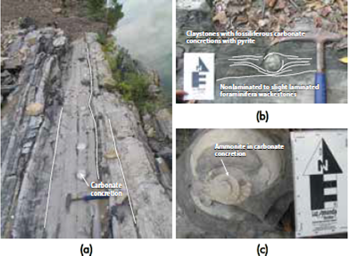 Photographs at outcrop scale of a) the claystones with fossiliferous carbonate concretions with pyrite. b) A concretion within claystone layer deformed by concretion compaction and overgrowth, in underlying contact with layers of foraminifera wackestones and highly fossiliferous claystones rich in organic matter, c) Ammonite in carbonate concretion.