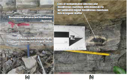Photographs at outcrop scale of (a)-(b) the nonlaminated siliceous and fossiliferous claystones, developing lenses within moderate to well-laminated highly fossiliferous claystones rich in organic matter.