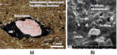 (a) Photomicrograph in crossed polarized light of the nonlaminated siliceous and fossiliferous claystones, showing the occurrence of bioturbation. Note the occurrence of a OM-rich zone around a bioclast. (b) SEM image showing the occurrence of Fe silicate microspheres and Fe filling in a calcite-rich matrix.