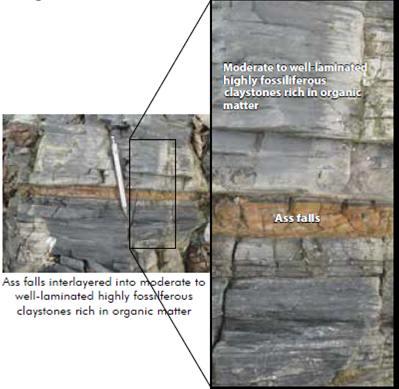 Photographs at outcrop scale of the ash falls, developing very thin layers interbedded into moderate to well-laminated highly fossiliferous claystones rich in organic matter.