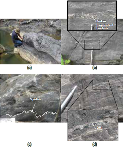 Photographs at outcrop scale of the nonlaminated to slight laminated foraminifera wackestones: a) Undulating contact to the bottom of this lithofacies. b) Broken fragments of bioclasts obliquely organized. a)-d) Foraminifera wackestones. Note the massive c) to slightly laminar d) structure, and also the occurrence of stylolites and organic matter.