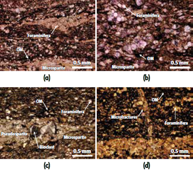 Photomicrographs in crossed polarized light of the nonlaminated to slight laminated foraminifera wackestones. a)-b) OM-rich layers interbedded into carbonate rich layers, which contain numerous dispersed foraminifera. c) OM-rich microsparite matrix where numerous foraminifera and scarce bioclasts occurs, d) OM-rich matrix, which shows numerous foraminifera and has been cross cut by several calcite veinlets that filled microfractures. OM, organic matter.