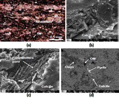 a) Photomicrograph in crossed polarized light of the nonlaminated to slight laminated foraminifera wackestones, showing OM-rich layers interbedded into carbonate rich layers, which contain numerous dispersed foraminifera. b)-c) Secondary electron (SE) SEM images of the occurrence of calcite and porosity associated toassociated with bioclasts (foraminifera), respectively. Backscattered electron (BSE) SEM image of the occurrence of 