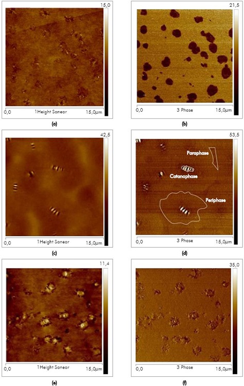 Topography and phase images of bitumen samples. a) and b) are topographic and phase images for bitumen A, respectively. c) and d) are topographic and phase images for bitumen B, respectively showing the multiple phases for this sample. e) and f) are topographic and phase images for bitumen C, respectively.