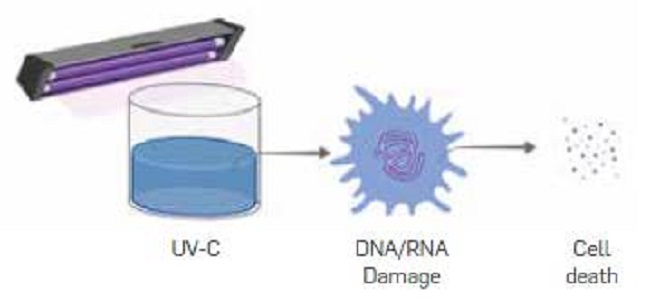 Scheme of damage caused to bacterial DNA by UV radiation