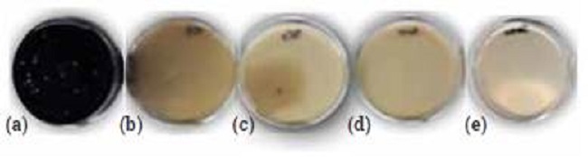 Effect of UV-C on culture plates to different exposure time: (a) No exposure; (b) 10 seconds; (c) 30 seconds; (d) 60 seconds; (e) 120 seconds.