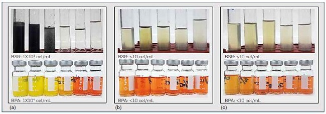 SRB and APB counts by serial dilution method, (a) Treatment control (no radiation exposure); (b) 2 minutes of radiation exposure; (c) 10 minutes of radiation exposure.