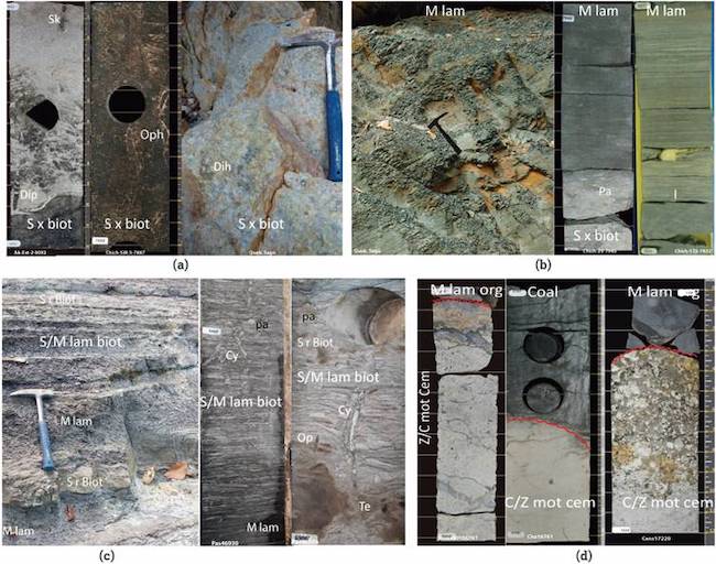 Facies of middle-upper Eocene in SLLB and Foothills, (a): Bioturbated fine to medium cross stratified sandstones (S x biot) by Ophiomorpha (Op), Skolithos (Sk), Diplocraterium (Dip) and Diplocraterium Habichi (Dih). (b): gray to greenish gray, laminated mudstone (M lam) with thin lenses of silt or very fine sandstone (1). (c): Laminated and bioturbated heterolithic fine sandstone/mustone (S/M lam biot) with Cylindrichnus (Cy), Paleophycus (Pa), Teichichnus (Te), Ophiomorpha (Op), (d): Below: Paleocene mottled and intensely-weathered paleosol (C/Z mot cem); above: coal and dark gray carbonaceous mudstone (M lam org). Red line marks the Paleocene/middle Eocene unconformity. Outcrop images (a), (b) and (c) from the Sagú area (hammer is 30 cm long). Cores (a), (b) from the western sector of the SLLB. Cores (c) and (d) from the eastern sector of SLLB.
