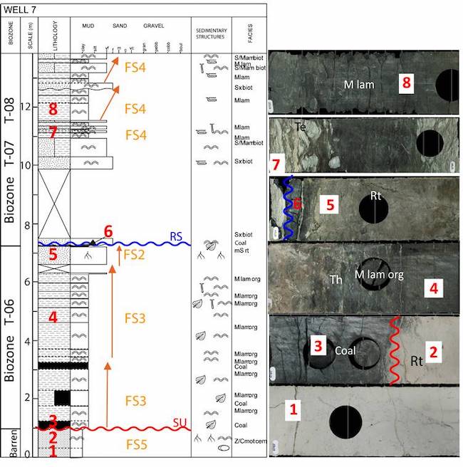 Facies successions in well 7. At bottom, the extensively-weathered paleosol (FS5), and the unconformity above. Overlying the unconformity, two facies successions of coal and carbonaceous mudstone (FS3) overlayed by a coastal plain compound paleosol (FS2). The ravinement surface separates this coastal plain deposit from the marine deposits above. There are several high frequency, upward coarsening marine facies successions (FS4) overlying the ravinement surface. Teichichnus (Te) Thallasinoides (Th) and Root traces (Rt).