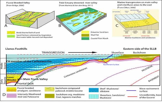 Cartoons are illustrating the change in depositional environment from the lower Mirador Formation to the C8 member of the Carbonera Formation in SLLB. (a): Ideal cartoon of a high energy braided river valley, this could be the kind of environment where the basal Eocene facies deposited. (b): Tidal estuary is a river valley drowned by the sea on transgression; this is the case in the Cusiana and Cupiagua upper Mirador member. (c): Example of a low energy shallow marine environment of the C8 member. (d). Ideal sketch of a section in the studied area at the end of the middle Eocene. Lower Mirador braided facies rapidly were drowned by the sea; without estuarine facies developed, maybe it was a braid plain in an intrabasinal piedmont with paleohighs to the east. The transgression fossilizes a low relief that was previously occupied a fluvial braided-channel. To the east, some of the fluvial landscape is filled by coastal plain facies.