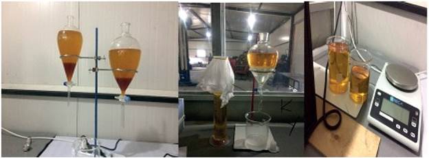 Waste sardine fish oil methyl ester and its appearance