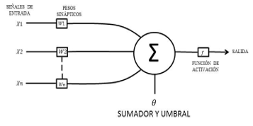 Elementos naturales de una neurona.
