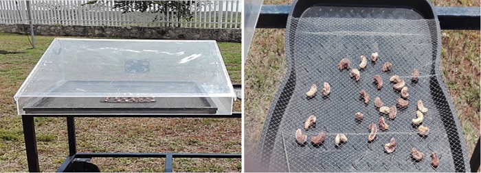 Secador solar directo tipo gabinete y secado a cielo abierto.