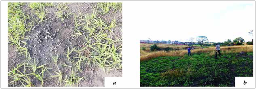  Comprovação de
possível habitat
de
minhocuçu em Goiânia próximo ao córrego Olho D’Água (a) Excrementos de minhocuçu
(ROCHA, 2014); (b) Relevo aplainado (ROCHA, 2014)