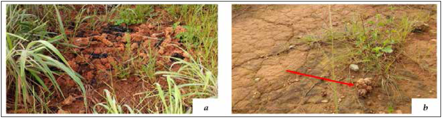 Outra possível
comprovação de habitat de minhocuçu em Goiânia, próximo aos setores Grajaú e
Caravelas (a) Excrementos de minhocuçu (MENDES, 2016); (b) Relevo típico
aplainado (MENDES, 2016)