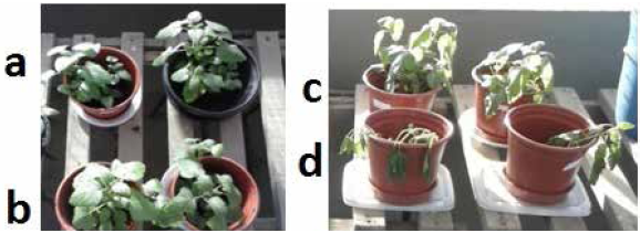 Foto do terceiro dia
das mudas de Melissa officinalis expostas à mistura dos herbicidas comercias nas três
concentrações crescentes juntamente a uma amostra branco, onde a planta não foi
exposta.