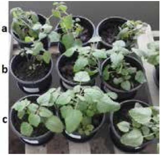 Foto do terceiro dia
das mudas de Melissa officinalis expostas à mistura dos herbicidas comercias nas três
novas concentrações.