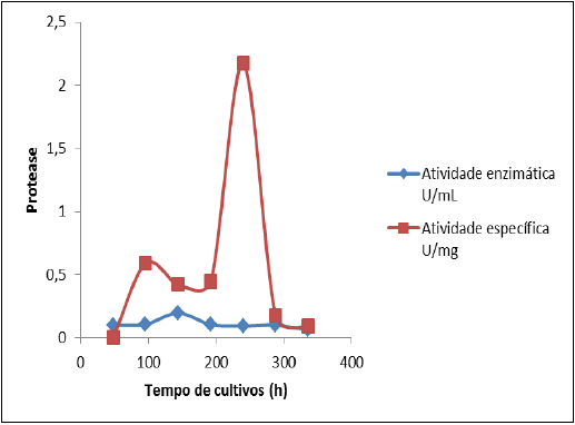 Cinética das atividades
enzimáticas e específicas da protease excretadas por Streptomyces sp. (1N) em fermentação em estado sólido (fermentação
semi-sólida), utilizando resíduo da castanha-do-Brasil