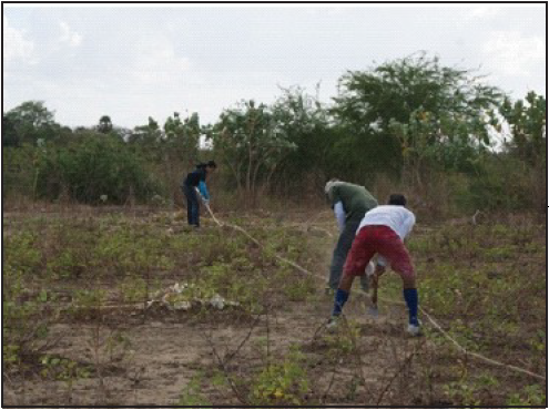 Abertura das covas em alinhamento