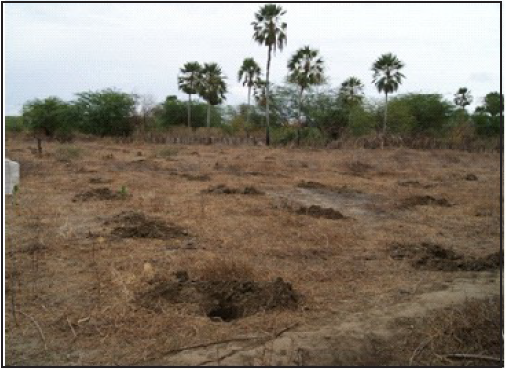 Covas abertas em linhas