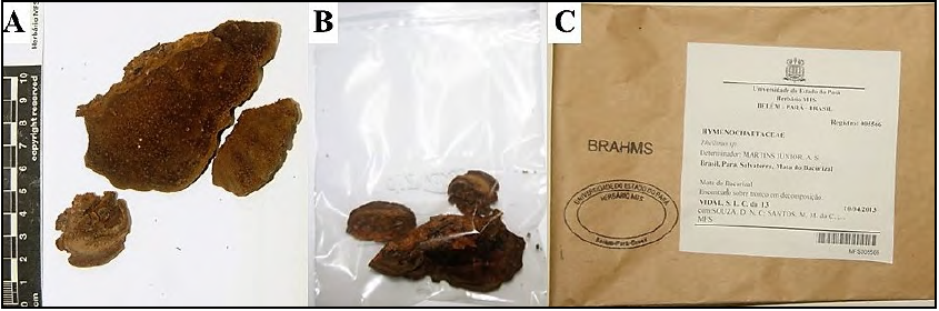 - A –
Dehydrated fungus (Phellinus sp.). B – Material preserved in a Ziplog ® bag
containing camphor. C – Kraft paper® envelope with label, and BRAHMS and
university stamps