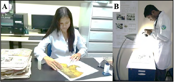  - A – Mounting exsiccatae; B –
Photographing a specimen