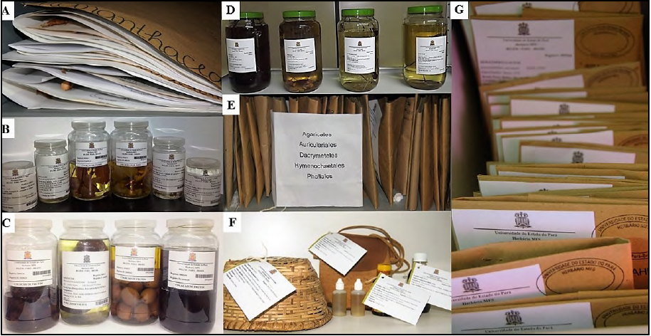 - MFS collections. A –
Exsiccatae. B – Flowers. C - Fruits. D – Seedlings. E – Fungi. F –
Ethnobotanical. G – Bryophytes