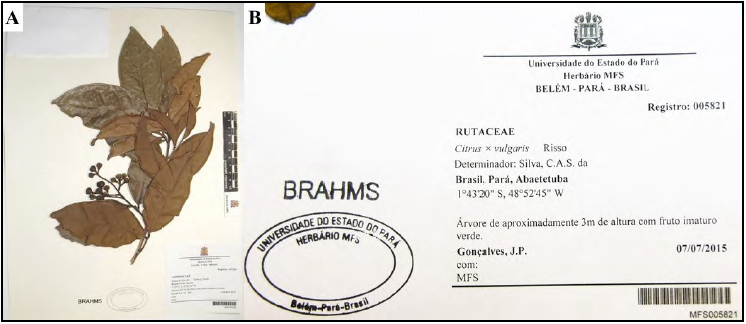  - Exsiccatae. A. Exsiccatae of Matayba discolor (Spreng.) Radlk. B – Image of
label of Citrus x vulgaris Risso, generated by BRAHMS, with taxonomic
information, locality, description of the collection, collection date,
collector, determiner, coordinates and herbarium/accession number of the
collection