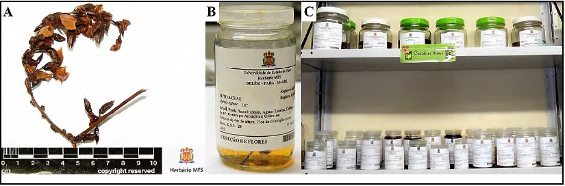 - A – Collected inflorescence
(Clitoria sp.). B – Flower in liquid medium (Myrcia eximia DC.). C – Jars on
shelves