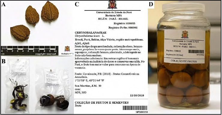 - A
– Fruits dehydrated in a drier (Caraipa grandifolia Mart.). B – Dry fruits
sealed in plastic bags. C – Example of a label with the typology. D – Fleshy
fruit stored in liquid medium (Pouteria grandiflora (A.DC.) Baehni)