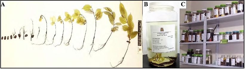  - A
– Seedlings at different stages of development collected from the same
germination lot (Annona mucosa Jacq.). B – Seedling in liquid medium. C – Jars
of seedlings stored on shelves