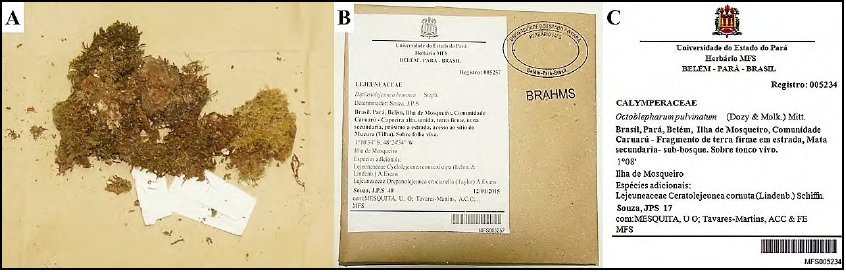  - A
– Dried material with substrate. B – Kraft paper® envelope with label and BRAHMS
and university stamps. C – Label with field for additional species