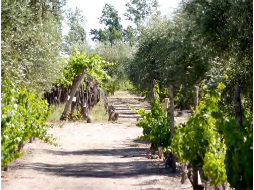 La
tradicional asociaci&oacute;n vid-olivo