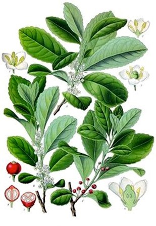 Ilustraci&oacute;n de yerba
mate