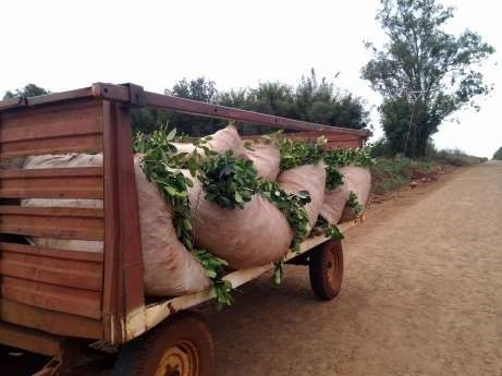 Hoja verde de yerba mate transportada al secadero