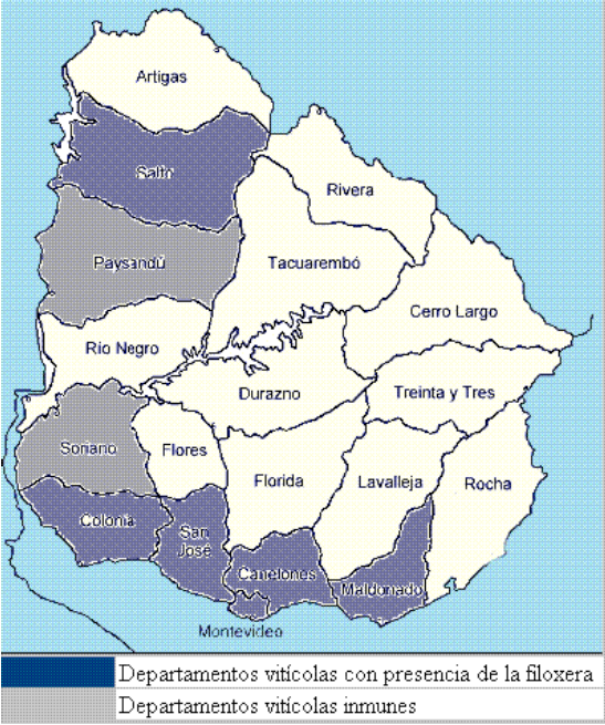 La
filoxera en el vi&ntilde;edo uruguayo (1900)