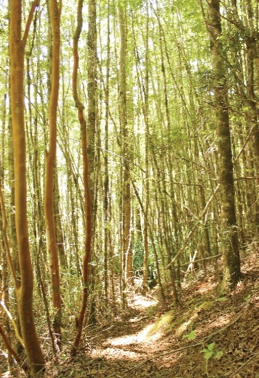 H&aacute;bitat de recolecci&oacute;n de loyo por la Agrupaci&oacute;n Domo Peuma