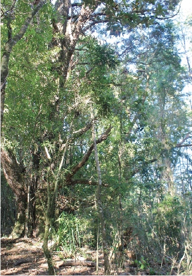 H&aacute;bitat de recolecci&oacute;n de changle por la Agrupaci&oacute;n Domo Peuma