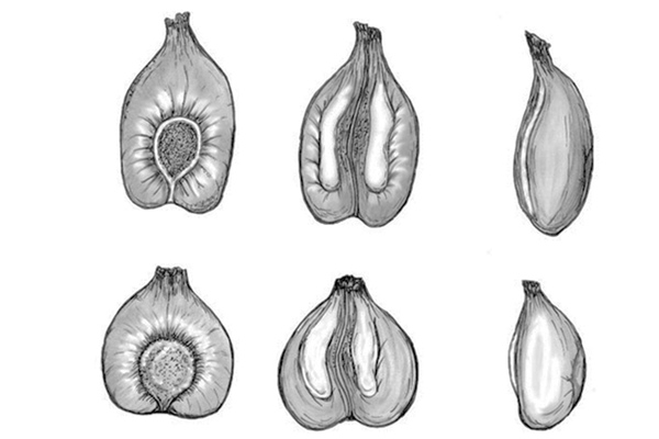 Diferencias morfol&oacute;gicas entre semillas cultivadas (parte
superior) y silvestres